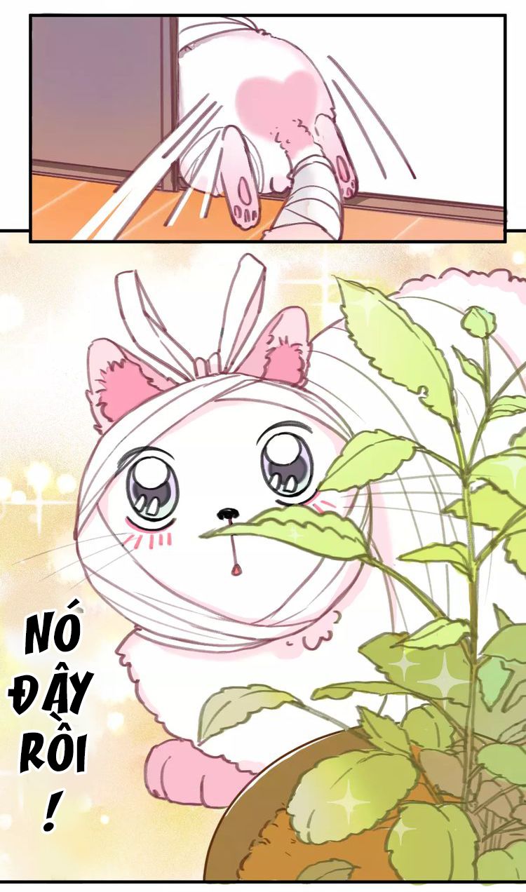 Thế giới của một chú mèo Chapter 3 - Trang 2