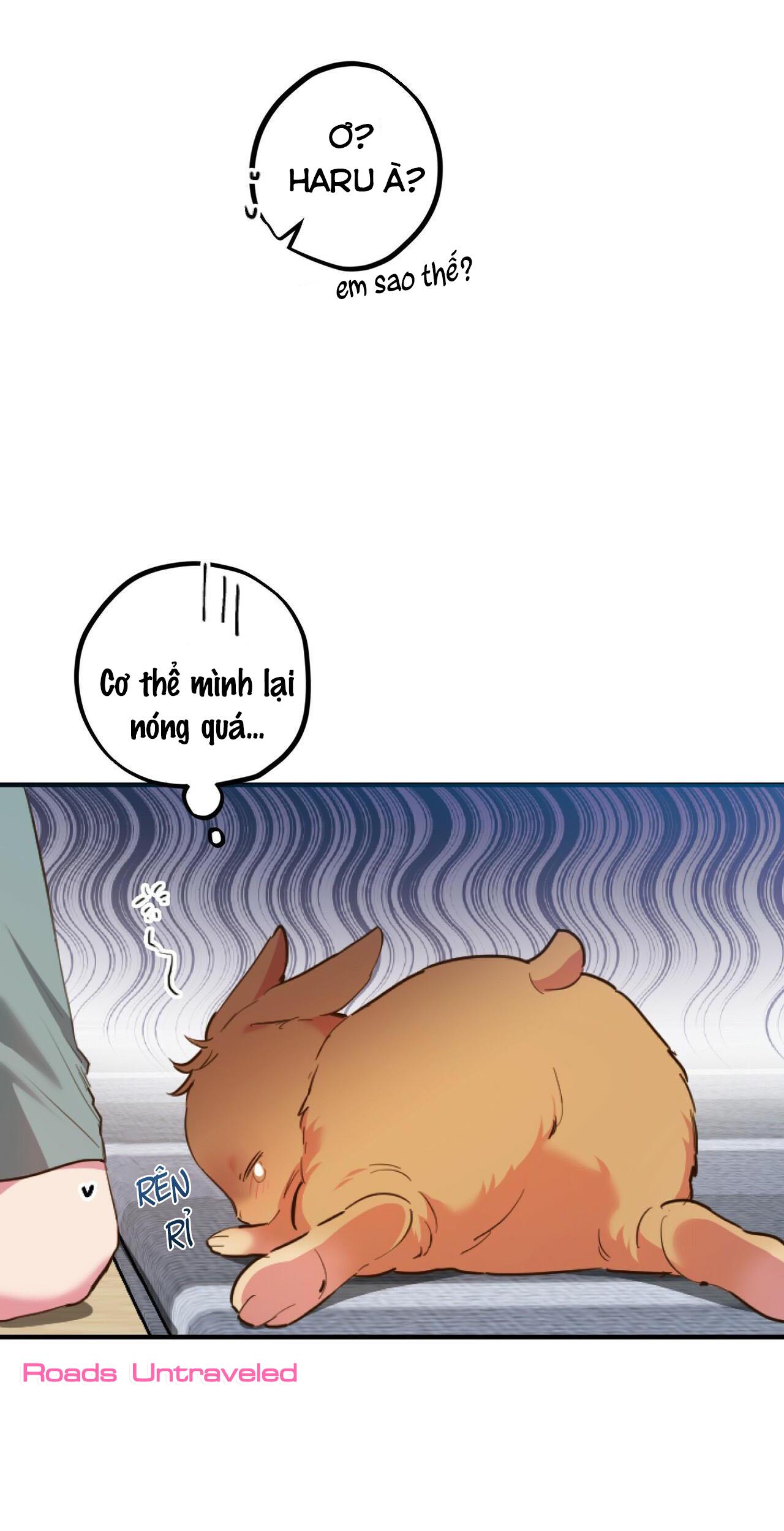 NHỮNG CHÚ THỎ CỦA HABIBI Chapter 1 - Next Chapter 2