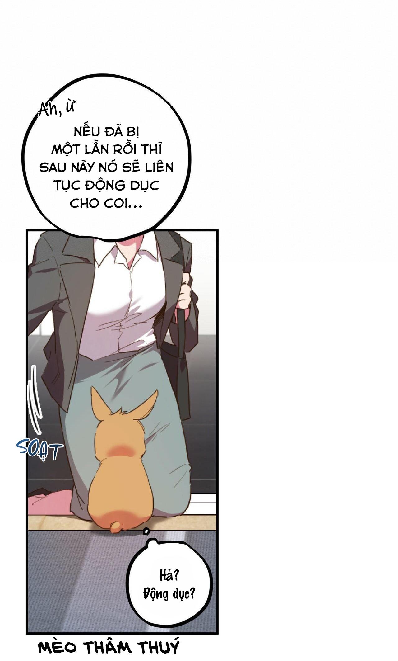 NHỮNG CHÚ THỎ CỦA HABIBI Chapter 1 - Next Chapter 2