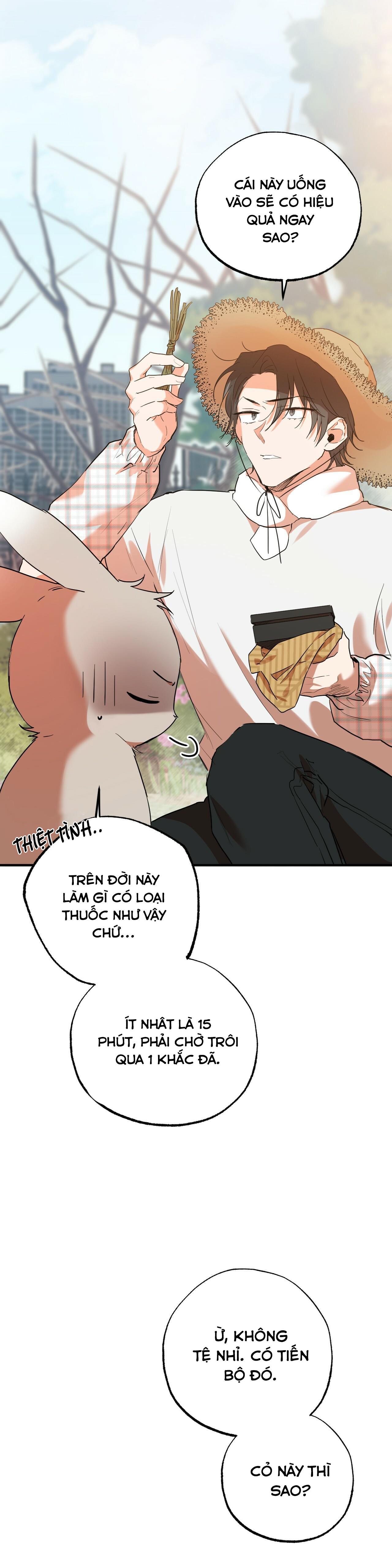 NHỮNG CHÚ THỎ CỦA HABIBI Chapter 10 - Next Chapter 11