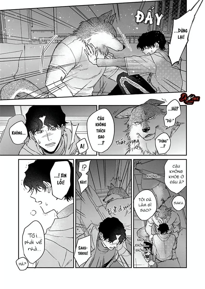 Tình Yêu Mãnh Liệt Của Ngài Sói Chapter 5 - Trang 2