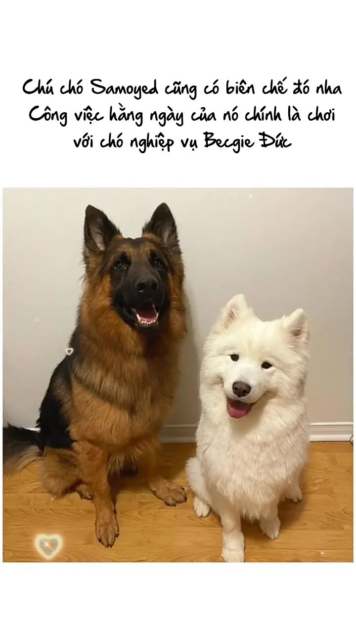 Máu Và Sói Chapter 13 - Next Chapter 14