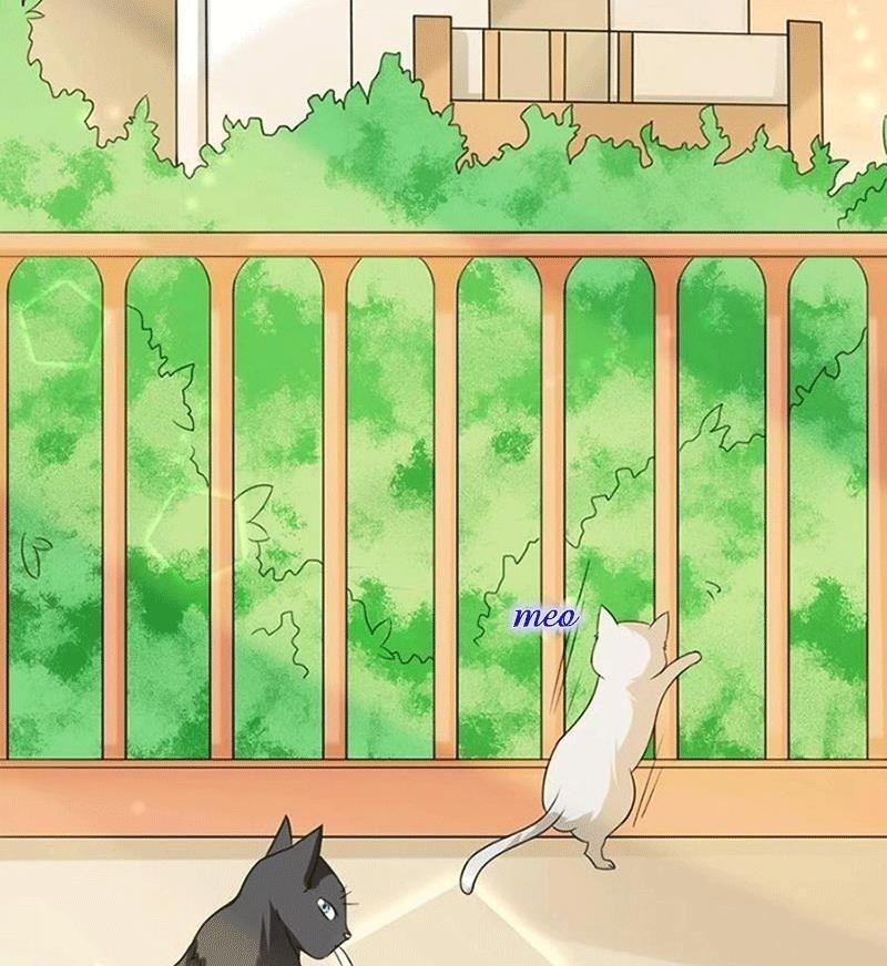Bạn Cùng Bàn Của Tôi Nổi Tiếng Là Mèo Chapter 1 - Trang 2