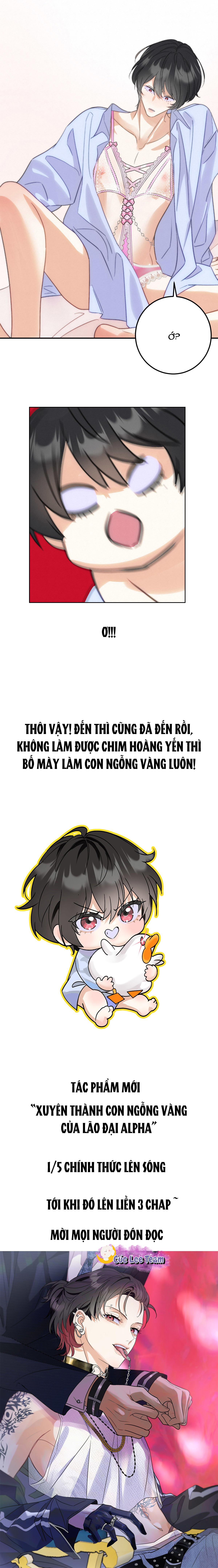 Xuyên Không Thành Con Ngỗng Vàng Của Lão Đại Alpha Chapter 1 - Next 